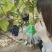 蓝宝石葡萄嫁接苗果树苗