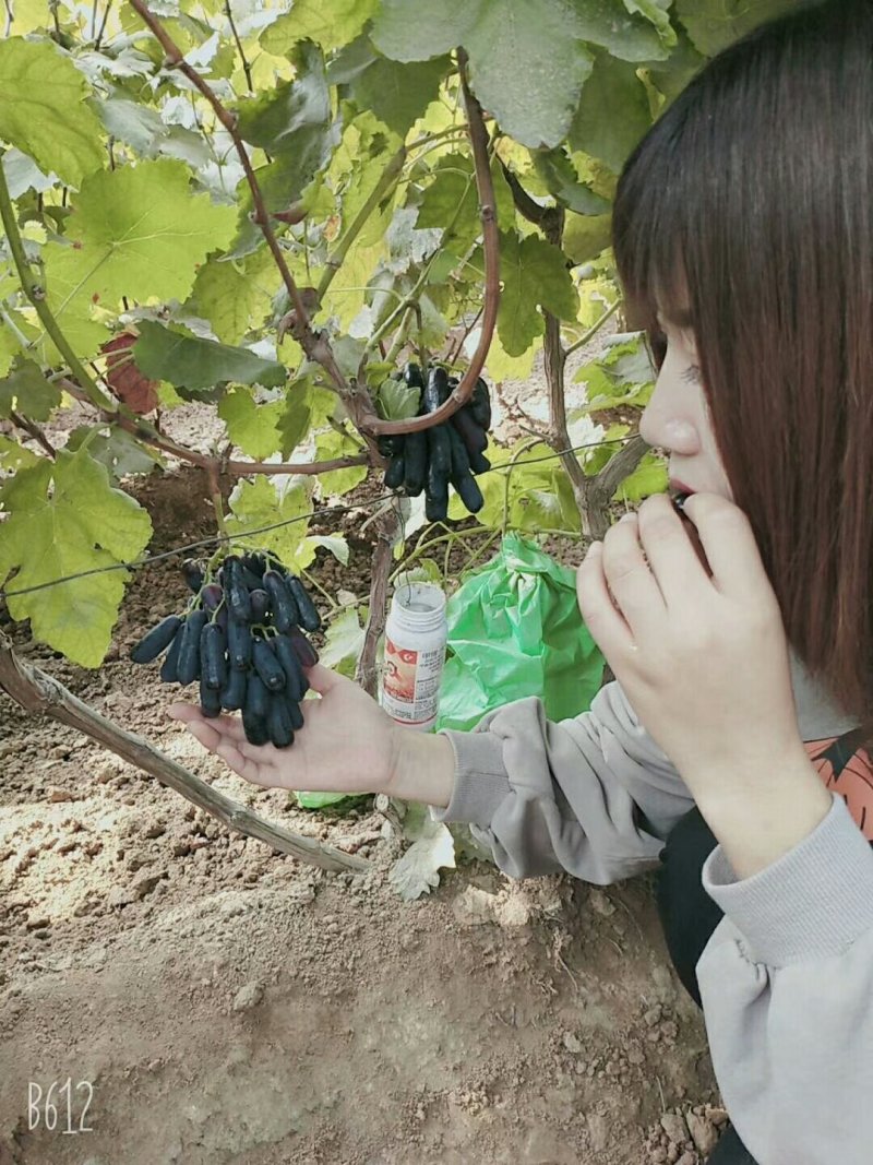 蓝宝石葡萄嫁接苗果树苗