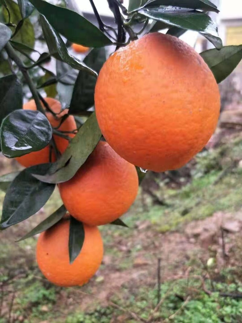 湖南纽荷尔脐橙和江西赣南脐橙供应全国湖南桂东产地