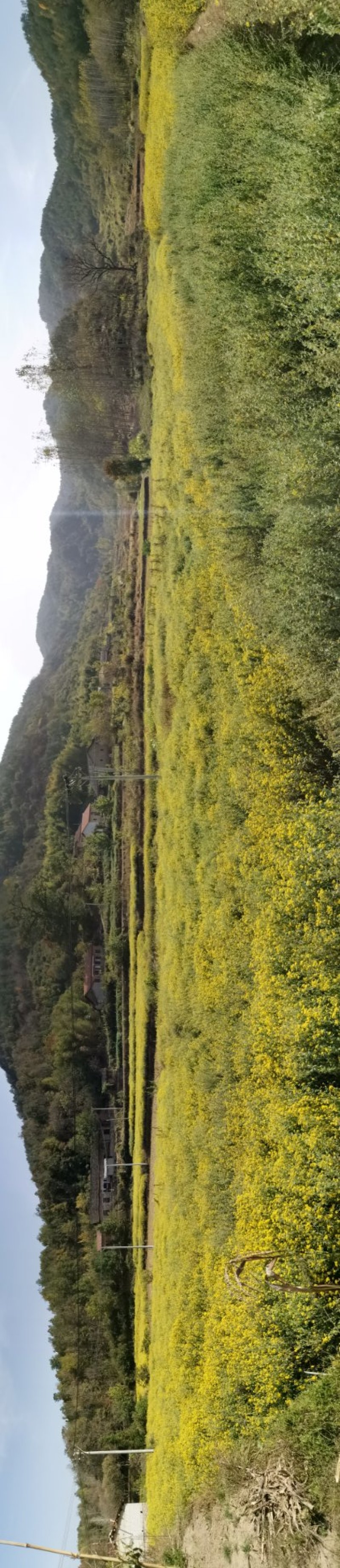 野菊花