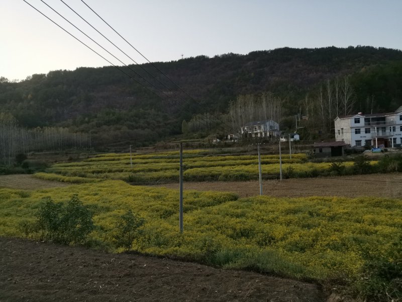 野菊花
