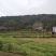 野菊花