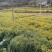 野菊花