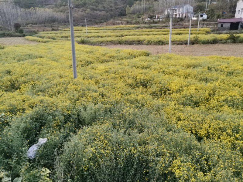 野菊花
