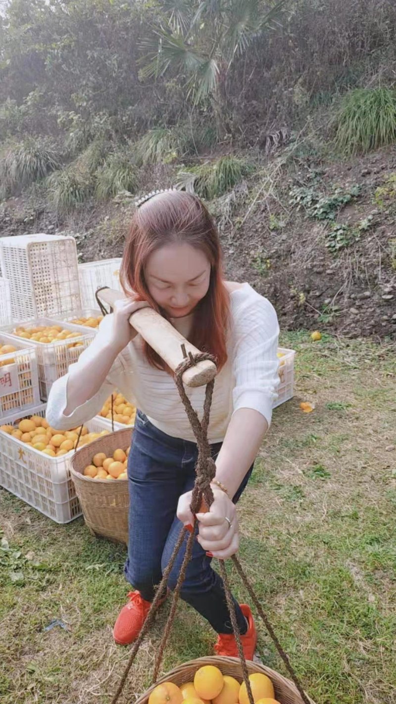 《热卖》云南蜜橘电商社团商超市场外贸出口