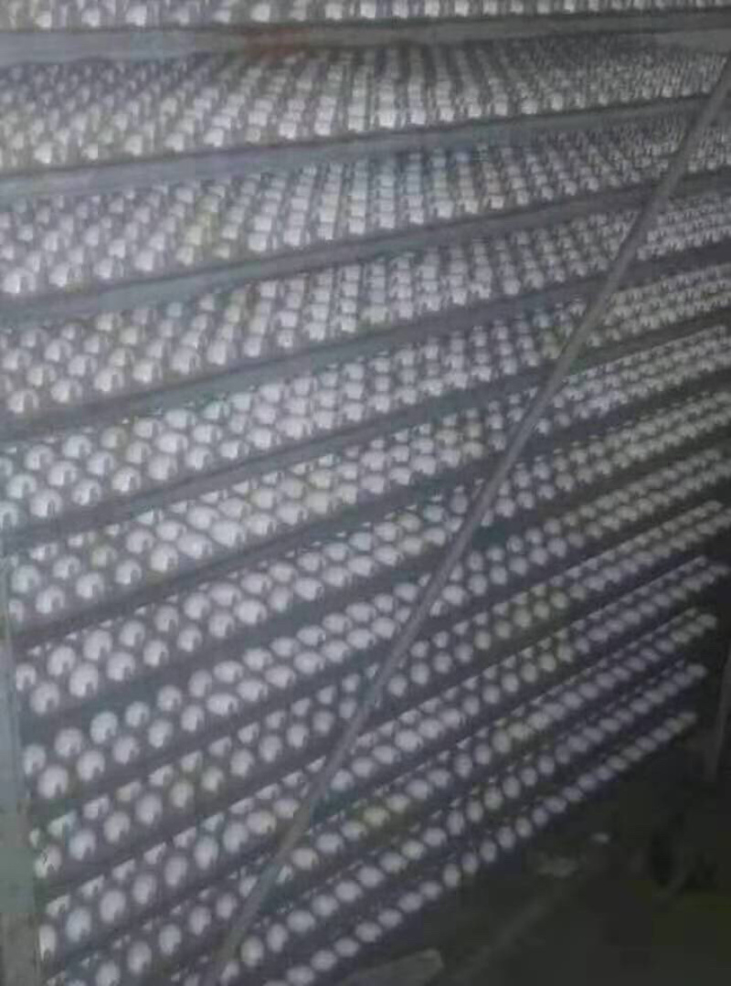 出售鸽子蛋喜欢的联系