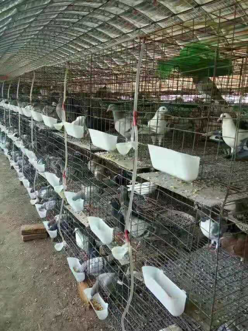 出售鸽子蛋喜欢的联系