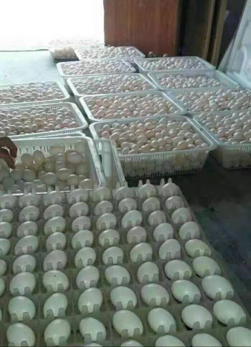 出售鸽子蛋喜欢的联系