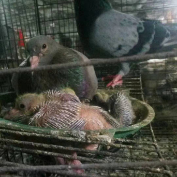 出售鸽子蛋喜欢的联系