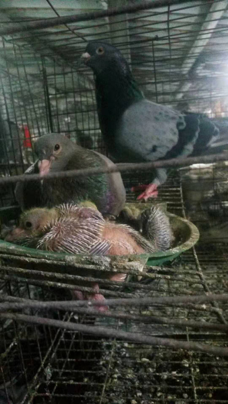 出售鸽子蛋喜欢的联系