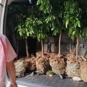 优质仙进奉荔枝苗，大量供应品质保障可视频看货欢迎采购
