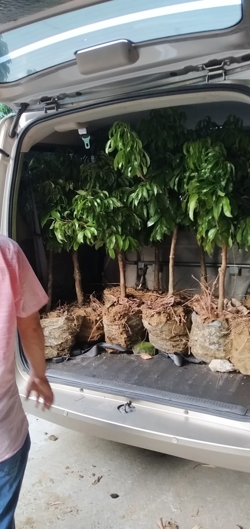 优质仙进奉荔枝苗，大量供应品质保障可视频看货欢迎采购