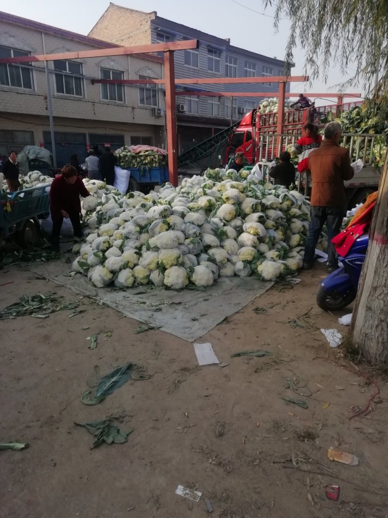 有机花菜大量供应、还有包头菜需要的老板联系。