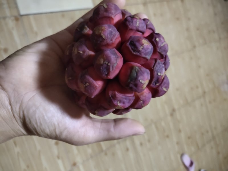 黑老虎