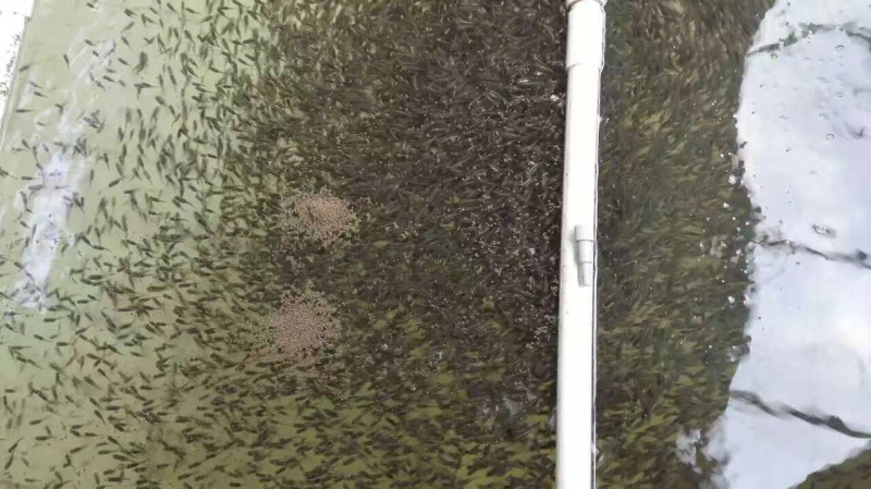 加州鲈鱼苗大口黑鲈鱼苗+自孵水花（基地直供）