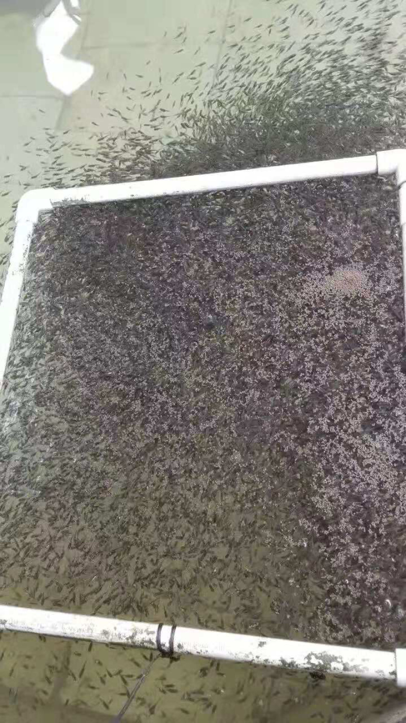 加州鲈鱼苗大口黑鲈鱼苗+自孵水花（基地直供）