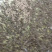 加州鲈鱼苗大口黑鲈鱼苗+自孵水花（基地直供）