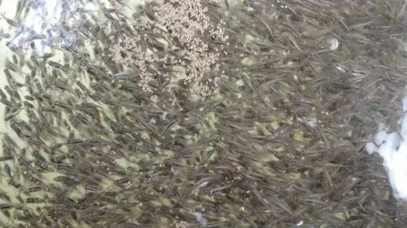 加州鲈鱼苗大口黑鲈鱼苗+自孵水花（基地直供）