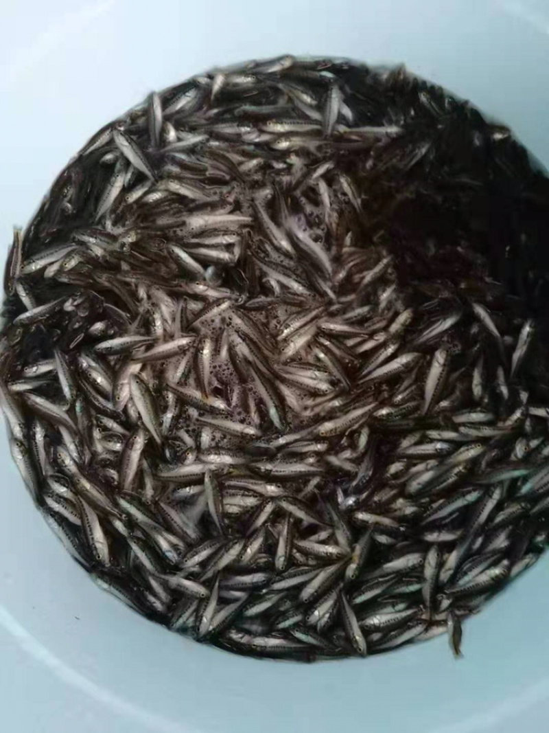 加州鲈鱼苗大口黑鲈鱼苗+自孵水花（基地直供）