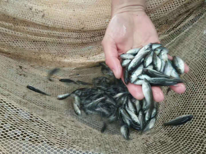 加州鲈鱼苗大口黑鲈鱼苗+自孵水花（基地直供）
