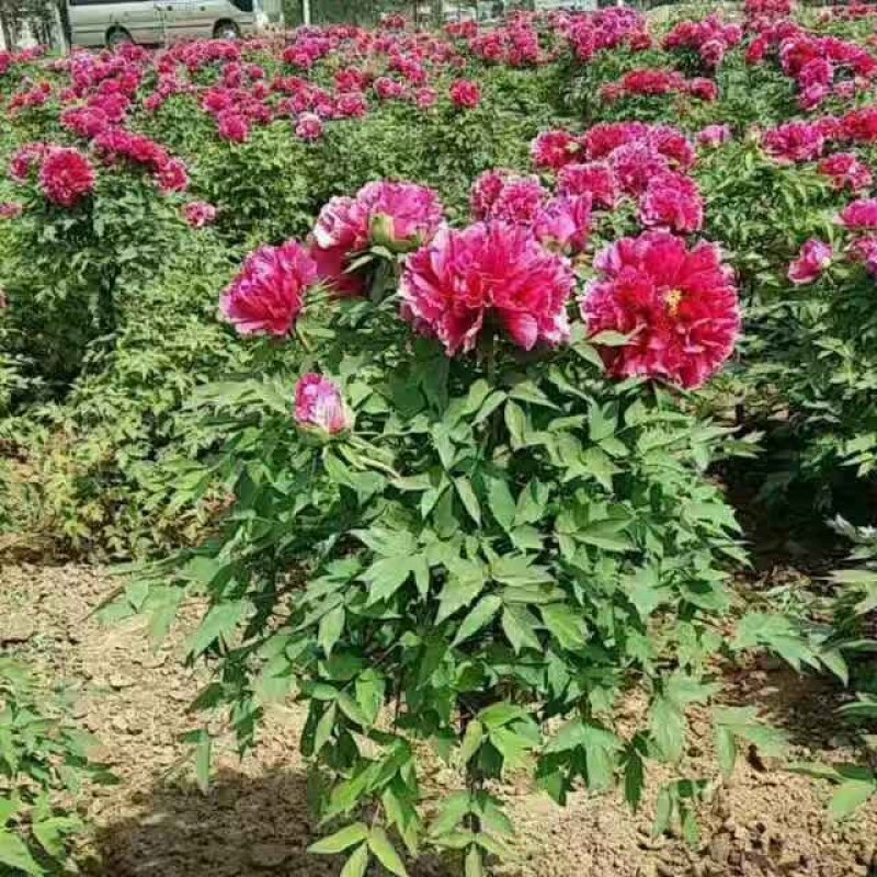 紫斑牡丹