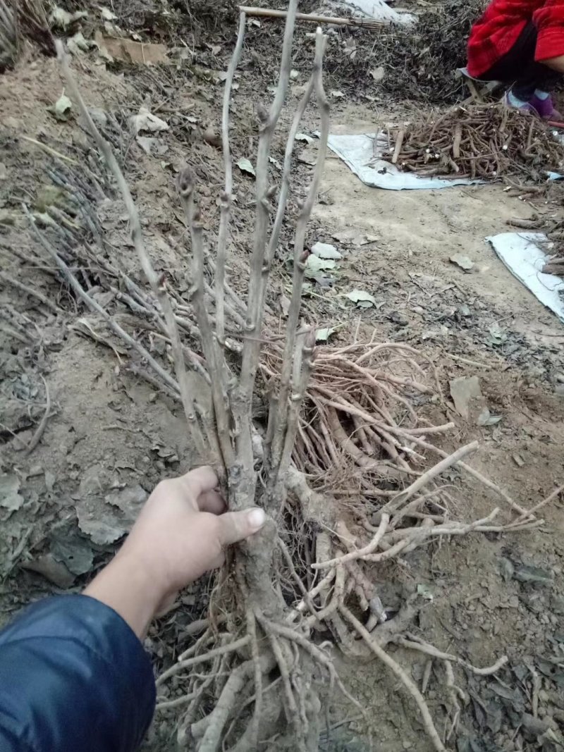 紫斑牡丹