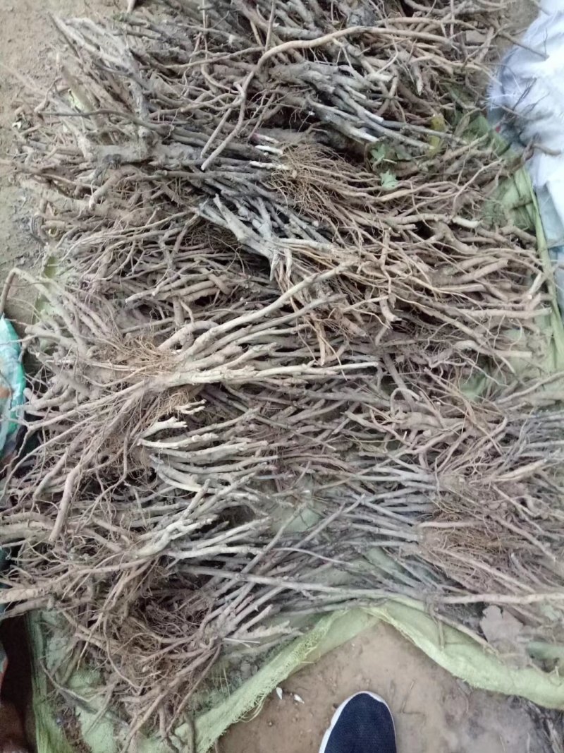 紫斑牡丹
