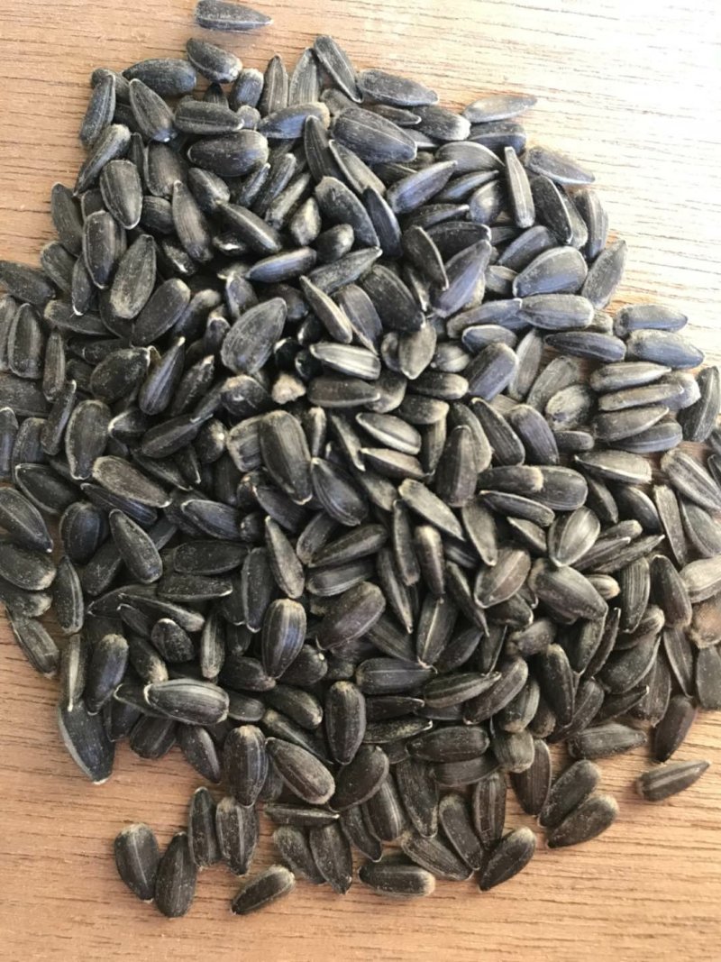 新疆阿勒泰油葵