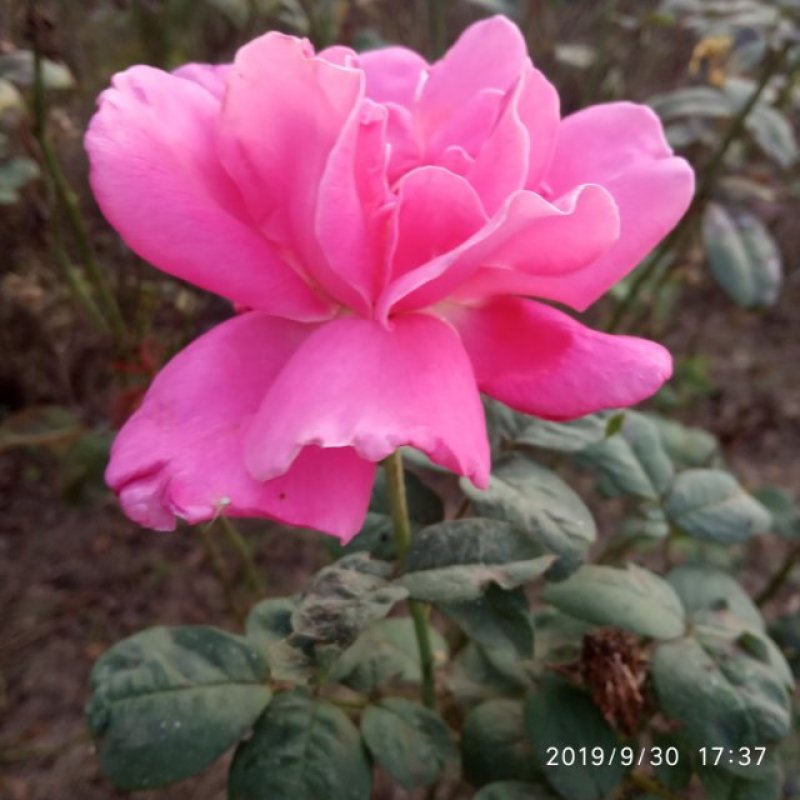 月季
