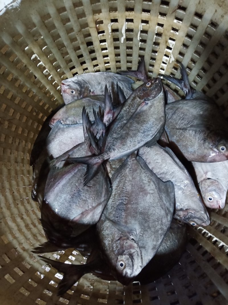 黑鲳鱼