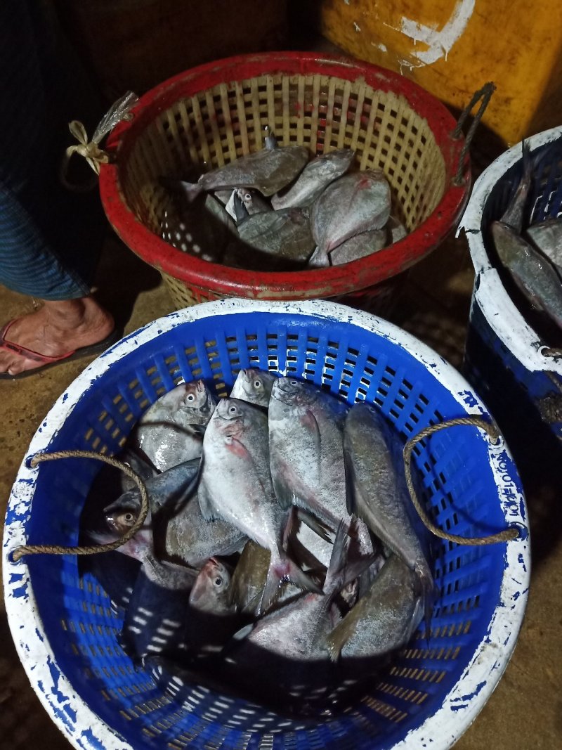 黑鲳鱼
