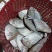 黑鲳鱼