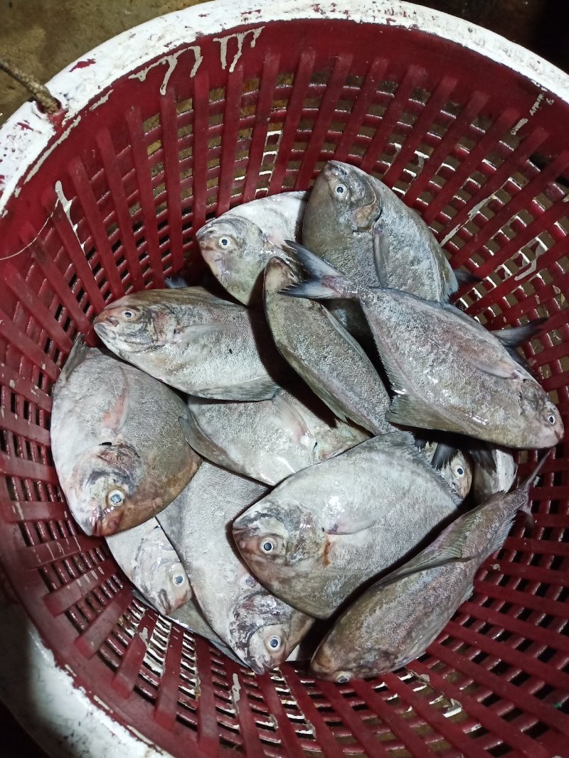 黑鲳鱼