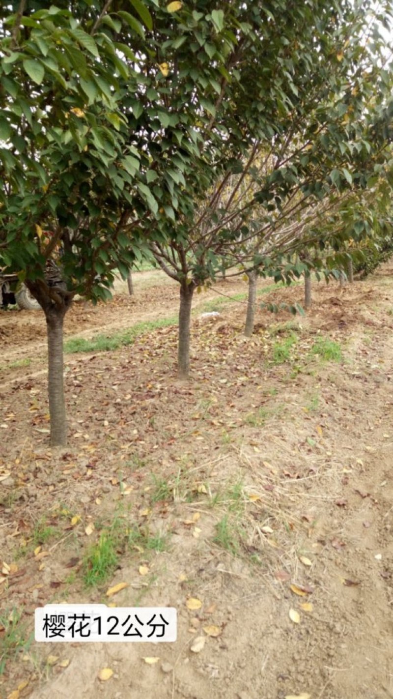 山东樱花基地低价出售10-20公分樱花，基地供应价格优惠