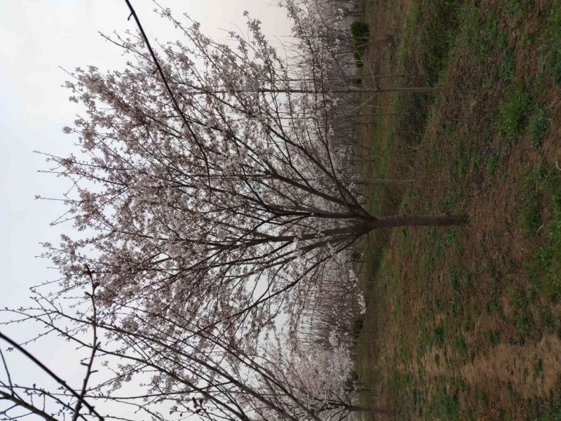 山东樱花基地低价出售10-20公分樱花，基地供应价格优惠