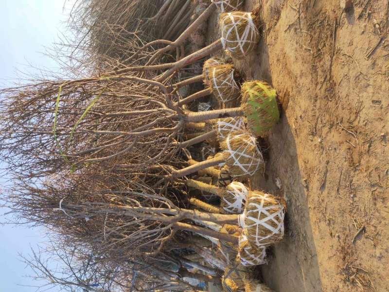 山东樱花基地低价出售10-20公分樱花，基地供应价格优惠