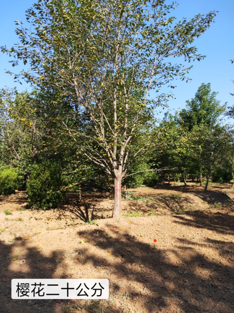 山东樱花基地低价出售10-20公分樱花，基地供应价格优惠