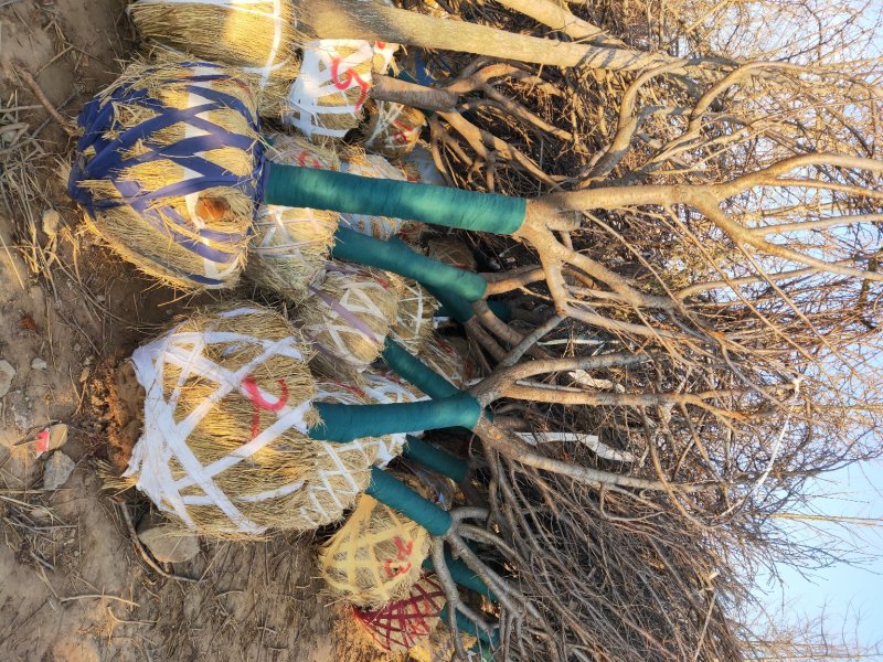 山东樱花基地低价出售10-20公分樱花，基地供应价格优惠