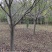 山东樱花基地低价出售10-20公分樱花，基地供应价格优惠