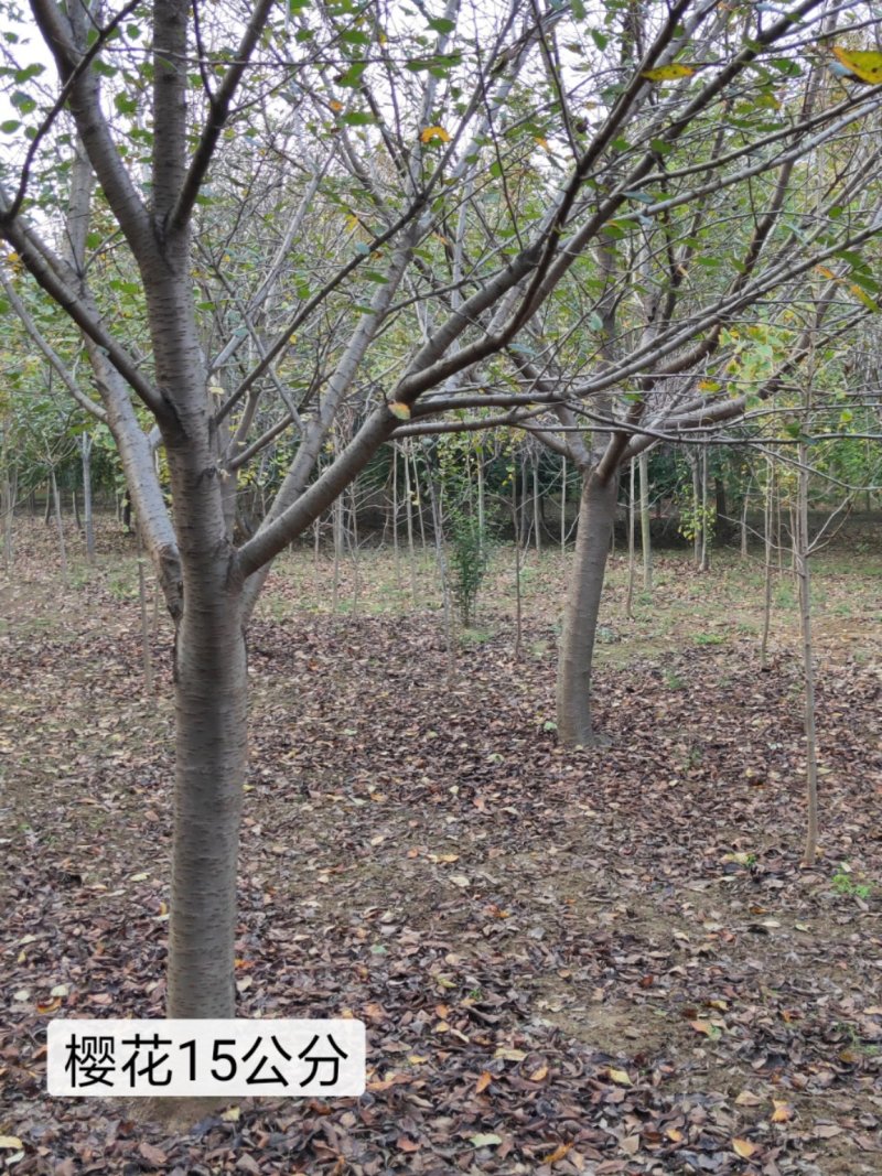 山东樱花基地低价出售10-20公分樱花，基地供应价格优惠