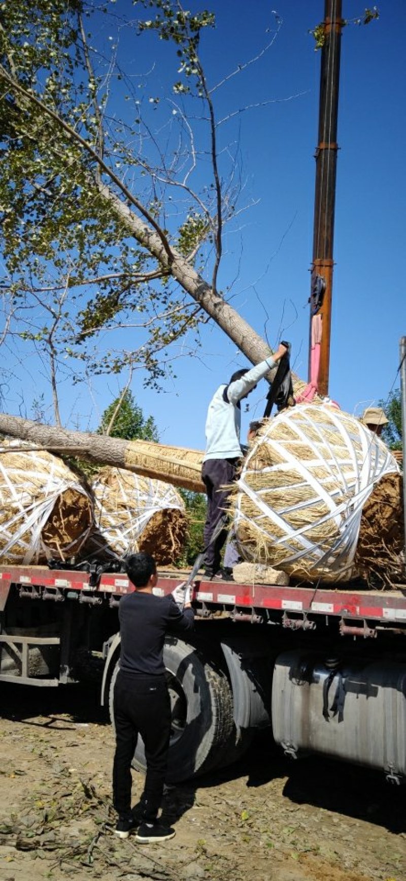 银杏基地自产自销低价出售30公分银杏树树形好，价格优惠。