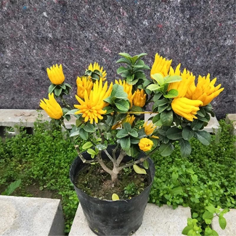 💯佛手苗，包品种保证质量，死苗补发，全程技术指导