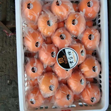 秭归长虹，圆虹，九ll7红，红橙，纽荷尔，大量上市了