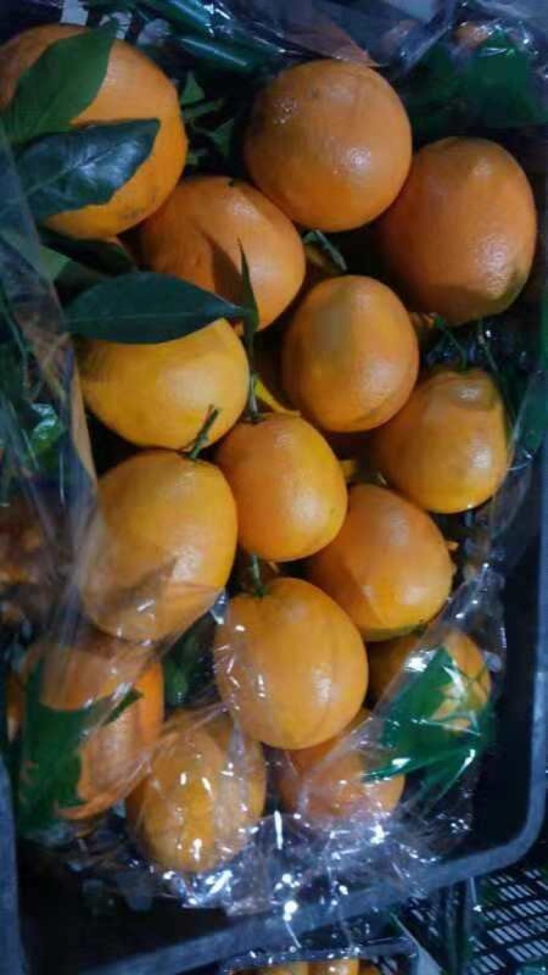 秭归长虹，圆虹，九ll7红，红橙，纽荷尔，大量上市了