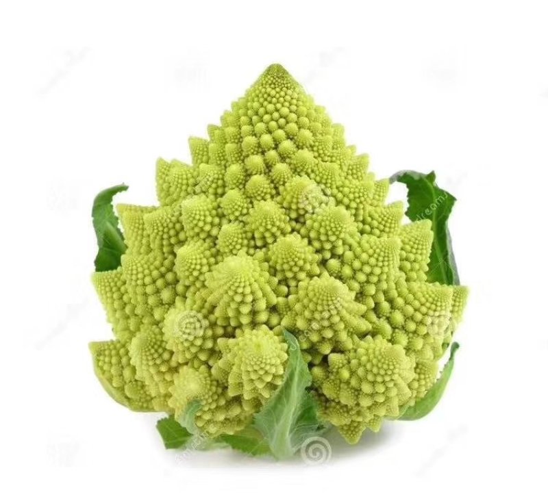 宝塔花，宝塔菜特菜批发