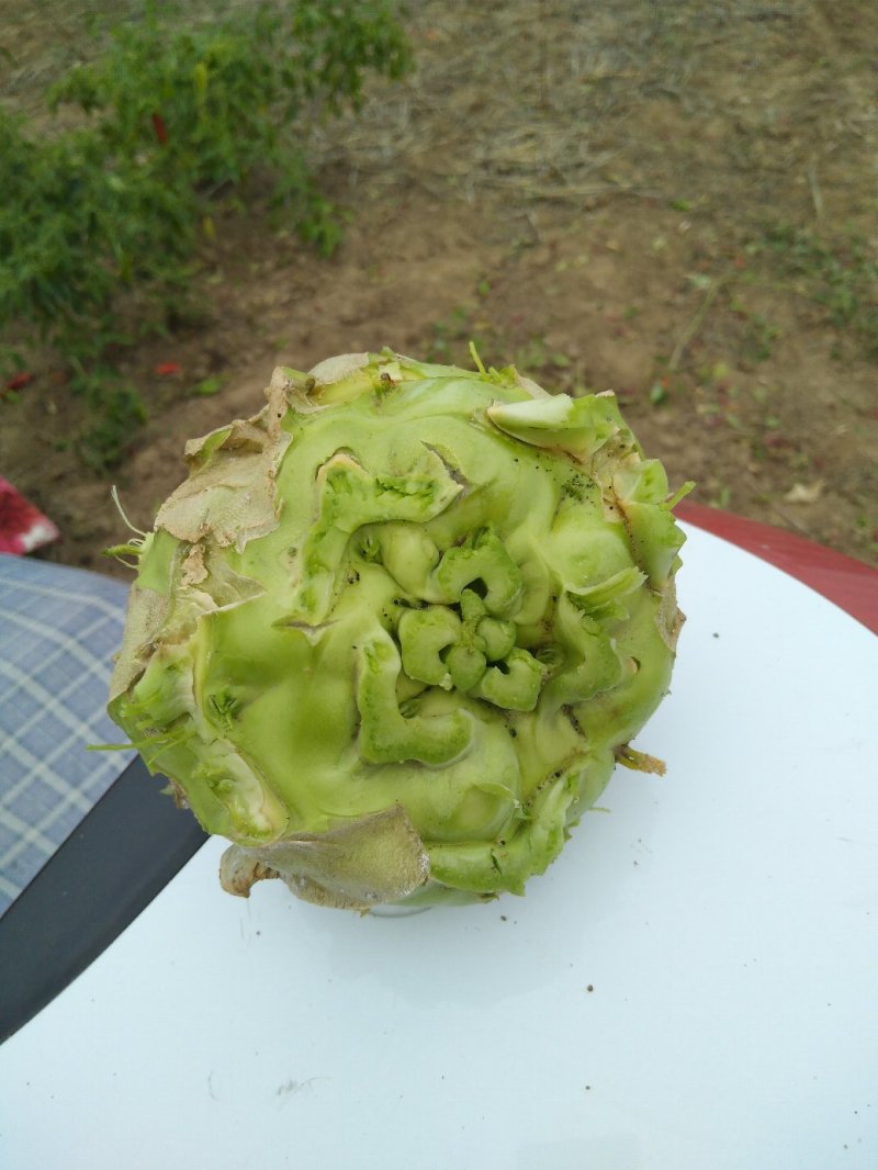 大量供应基地芥菜，量大。