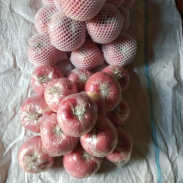 纸加膜高原红富士