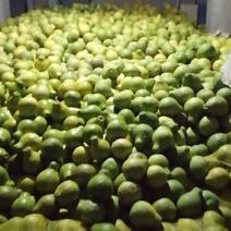 沙田柚1.8斤以上