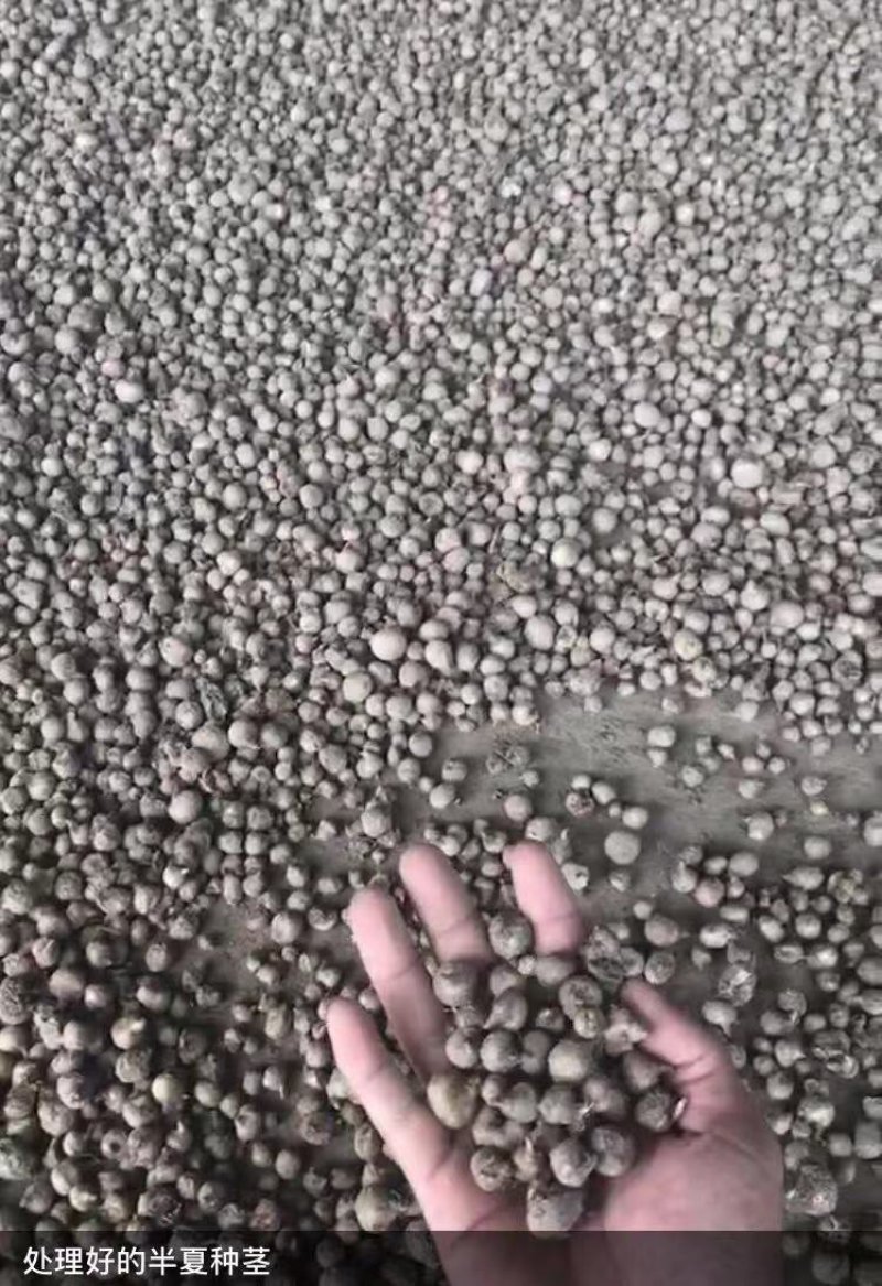 半夏种子播种机，中药材种苗播种机