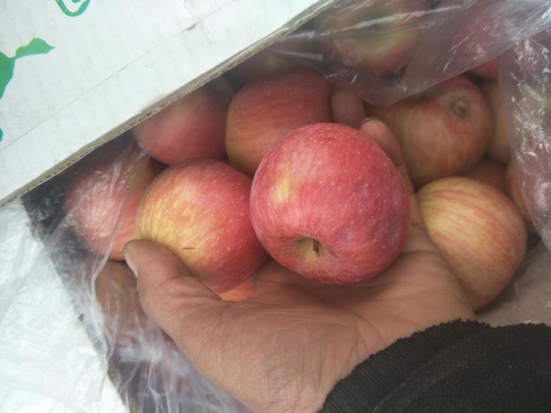 青龙富士苹果产地直供山地富士苹果欢迎前来订购